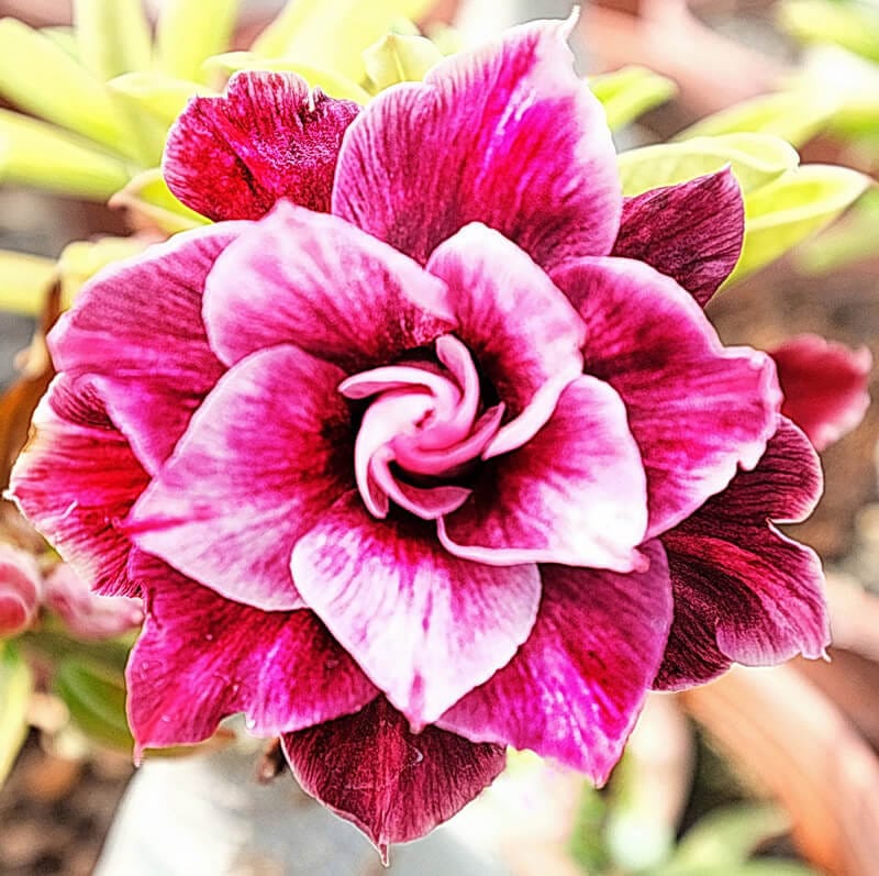 Adenium Obesum Desert Rose Bulb – Desert Rose Flower Bulb Plant Saplings for Garden Planting Set T, 1 Bulb Pack - Image 3