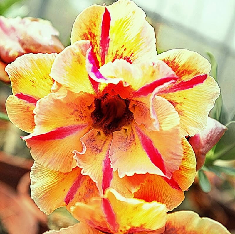 Adenium Obesum Desert Rose Bulb – Desert Rose Flower Bulb Plant Saplings for Garden Planting Set T, 1 Bulb Pack - Image 4