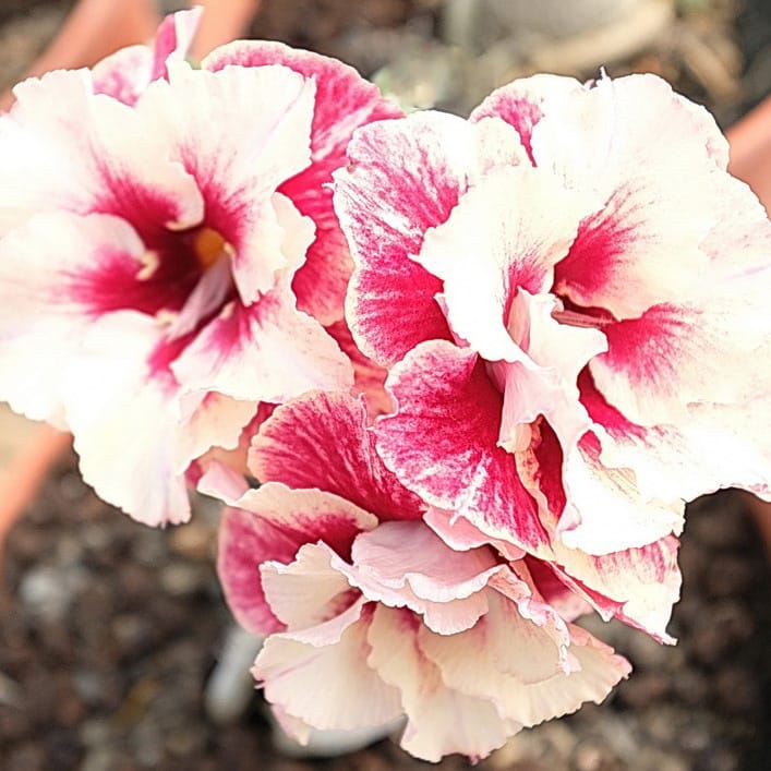 Adenium Obesum Desert Rose Bulb – Desert Rose Flower Bulb Plant Saplings for Garden Planting Set T, 1 Bulb Pack - Image 5