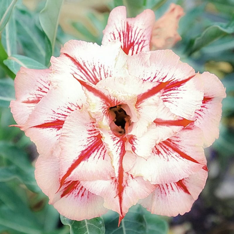 Adenium Obesum Desert Rose Bulb – Desert Rose Flower Bulb Plant Saplings for Garden Planting Set T, 1 Bulb Pack - Image 6