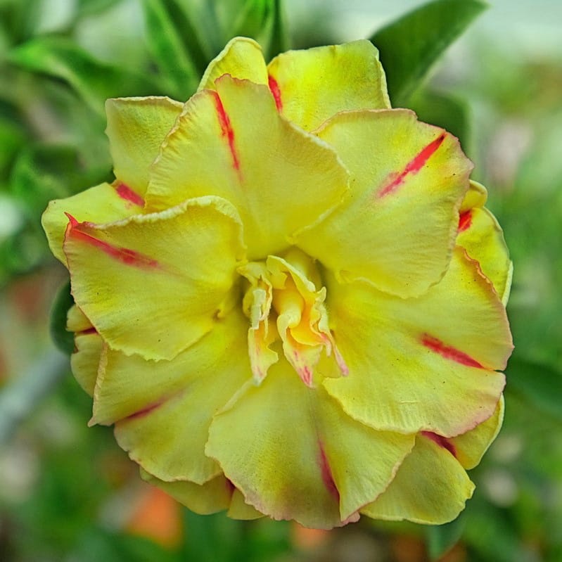 Adenium Obesum Desert Rose Bulb – Desert Rose Flower Bulb Plant Saplings for Garden Planting Set T, 1 Bulb Pack - Image 7
