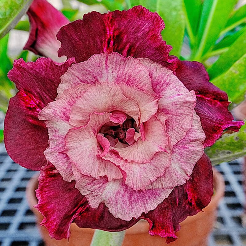 Adenium Obesum Desert Rose Bulb – Desert Rose Flower Bulb Plant Saplings for Garden Planting Set T, 1 Bulb Pack - Image 8