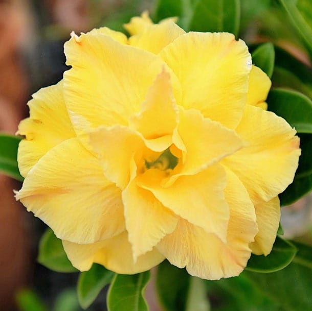 Adenium Obesum Desert Rose Bulb – Desert Rose Flower Bulb Plant Saplings for Garden Planting Set T, 1 Bulb Pack - Image 9