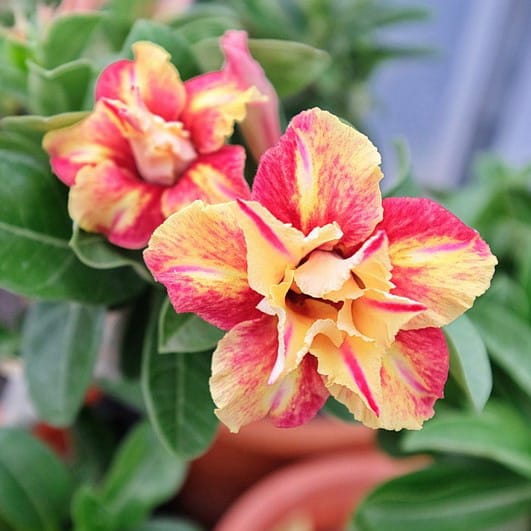 Adenium Obesum Desert Rose Bulb – Desert Rose Flower Bulb Plant Saplings for Garden Planting Set T, 1 Bulb Pack - Image 10