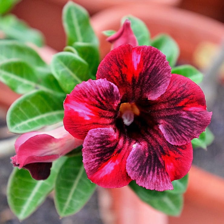 Adenium Obesum Desert Rose Bulb – Desert Rose Flower Bulb Plant Saplings for Garden Planting Set T, 1 Bulb Pack - Image 11