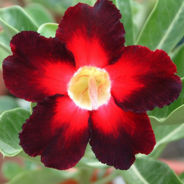 Adenium Obesum Desert Rose Bulb – Desert Rose Flower Bulb Plant Saplings for Garden Planting Set A, 1 Bulb Pack - Image 4