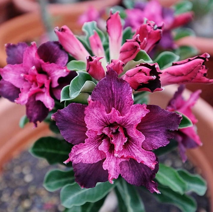 Adenium Obesum Desert Rose Bulb – Desert Rose Flower Bulb Plant Saplings for Garden Planting Set T, 1 Bulb Pack - Image 12