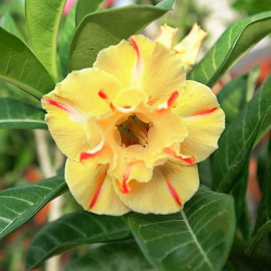 Adenium Obesum Desert Rose Bulb – Desert Rose Flower Bulb Plant Saplings for Garden Planting Set U, 1 Bulb Pack - Image 5