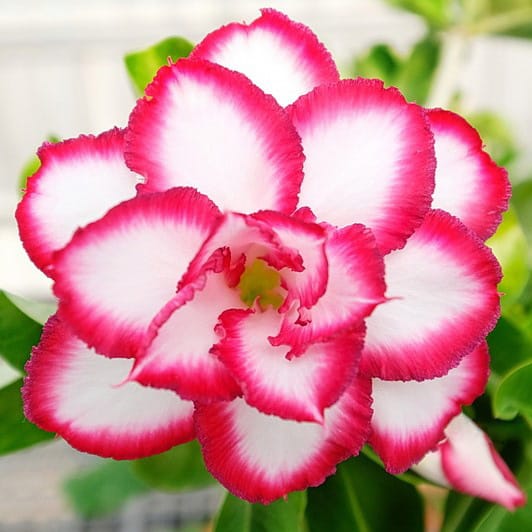Adenium Obesum Desert Rose Bulb – Desert Rose Flower Bulb Plant Saplings for Garden Planting Set U, 1 Bulb Pack - Image 7