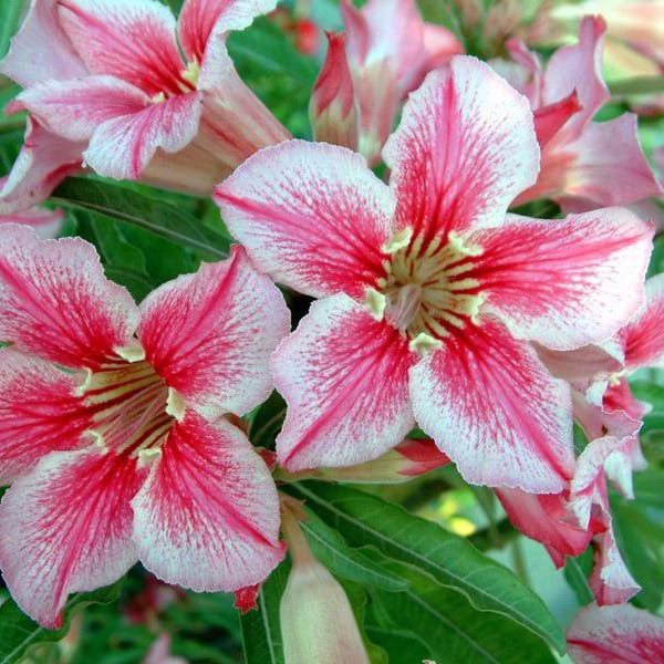 Adenium Obesum Desert Rose Bulb – Desert Rose Flower Bulb Plant Saplings for Garden Planting Set U, 1 Bulb Pack - Image 8