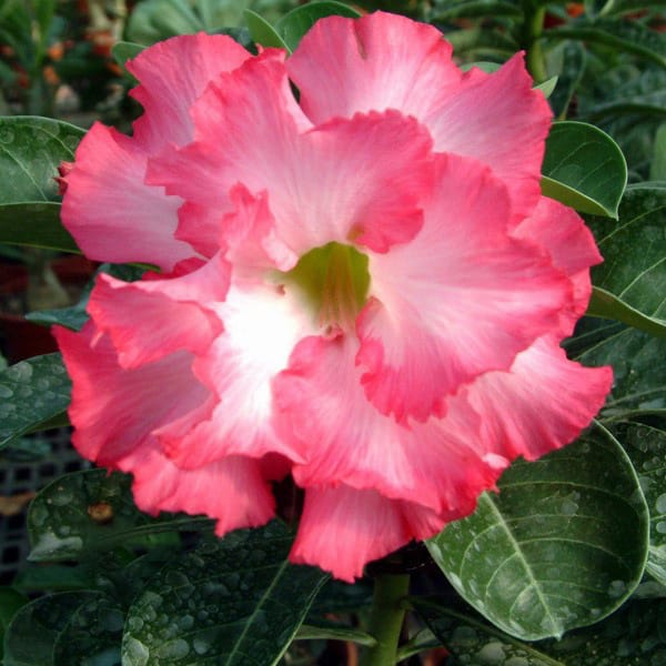 Adenium Obesum Desert Rose Bulb – Desert Rose Flower Bulb Plant Saplings for Garden Planting Set U, 1 Bulb Pack - Image 9