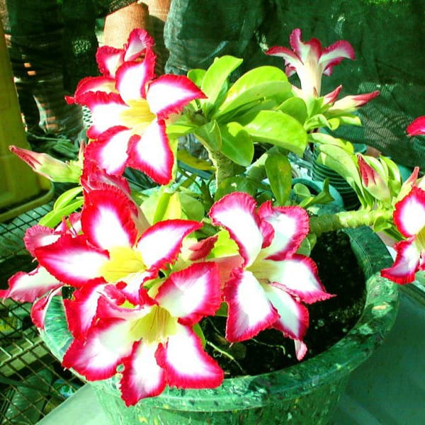 Adenium Obesum Desert Rose Bulb – Desert Rose Flower Bulb Plant Saplings for Garden Planting Set U, 1 Bulb Pack - Image 12