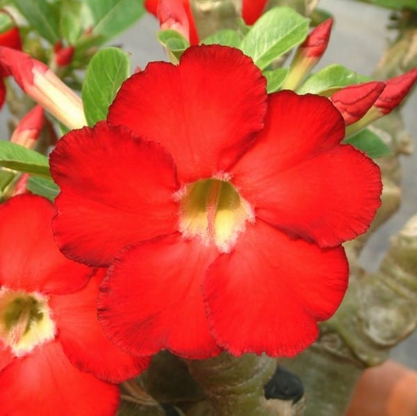 Adenium Obesum Desert Rose Bulb – Desert Rose Flower Bulb Plant Saplings for Garden Planting Set X, 1 Bulb Pack - Image 3