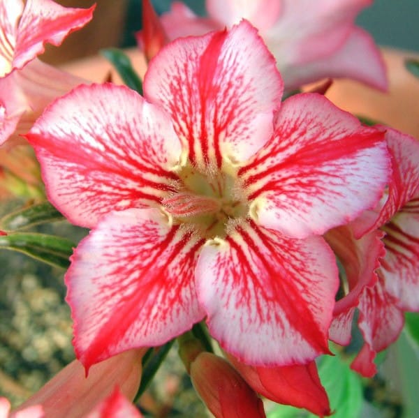 Adenium Obesum Desert Rose Bulb – Desert Rose Flower Bulb Plant Saplings for Garden Planting Set X, 1 Bulb Pack - Image 4