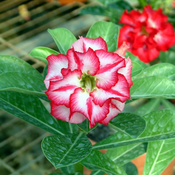 Adenium Obesum Desert Rose Bulb – Desert Rose Flower Bulb Plant Saplings for Garden Planting Set X, 1 Bulb Pack - Image 5