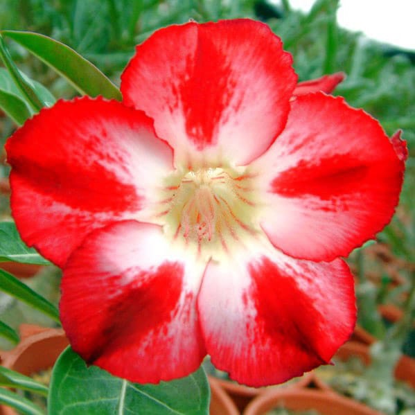Adenium Obesum Desert Rose Bulb – Desert Rose Flower Bulb Plant Saplings for Garden Planting Set X, 1 Bulb Pack - Image 7