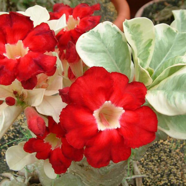 Adenium Obesum Desert Rose Bulb – Desert Rose Flower Bulb Plant Saplings for Garden Planting Set X, 1 Bulb Pack - Image 8