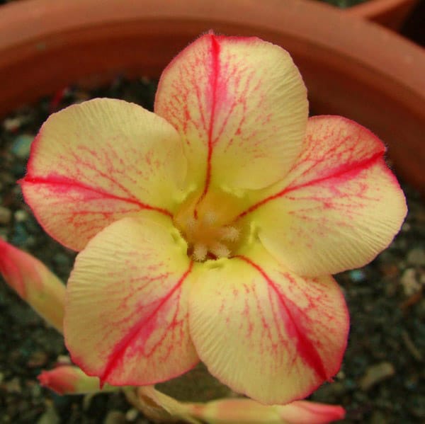 Adenium Obesum Desert Rose Bulb – Desert Rose Flower Bulb Plant Saplings for Garden Planting Set X, 1 Bulb Pack - Image 9