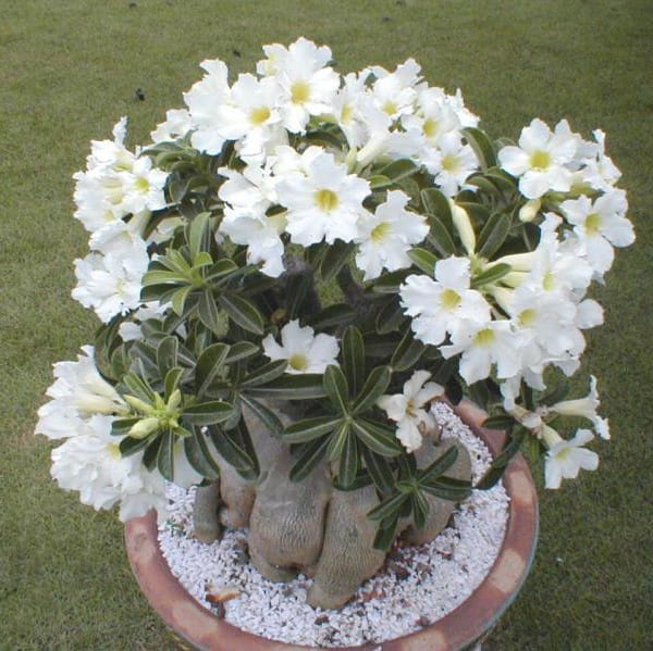 Adenium Obesum Desert Rose Bulb – Desert Rose Flower Bulb Plant Saplings for Garden Planting Set X, 1 Bulb Pack - Image 10