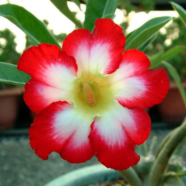Adenium Obesum Desert Rose Bulb – Desert Rose Flower Bulb Plant Saplings for Garden Planting Set X, 1 Bulb Pack - Image 11