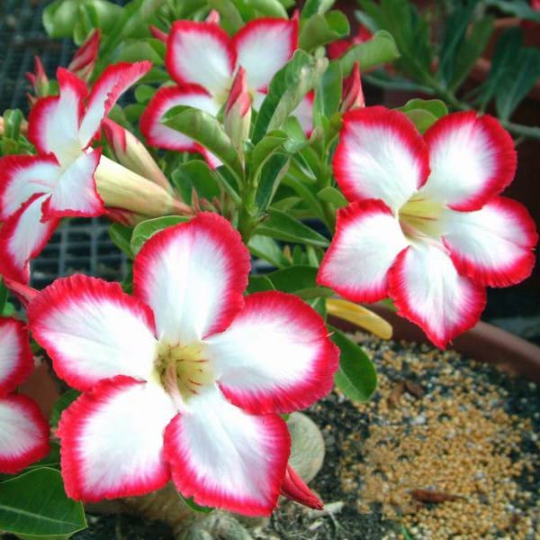Adenium Obesum Desert Rose Bulb – Desert Rose Flower Bulb Plant Saplings for Garden Planting Set X, 1 Bulb Pack - Image 12