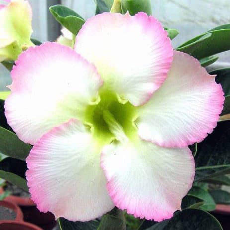 Adenium Obesum Desert Rose Bulb – Desert Rose Flower Bulb Plant Saplings for Garden Planting Set Y, 1 Bulb Pack - Image 3