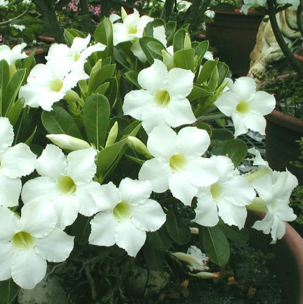 Adenium Obesum Desert Rose Bulb – Desert Rose Flower Bulb Plant Saplings for Garden Planting Set Y, 1 Bulb Pack - Image 4