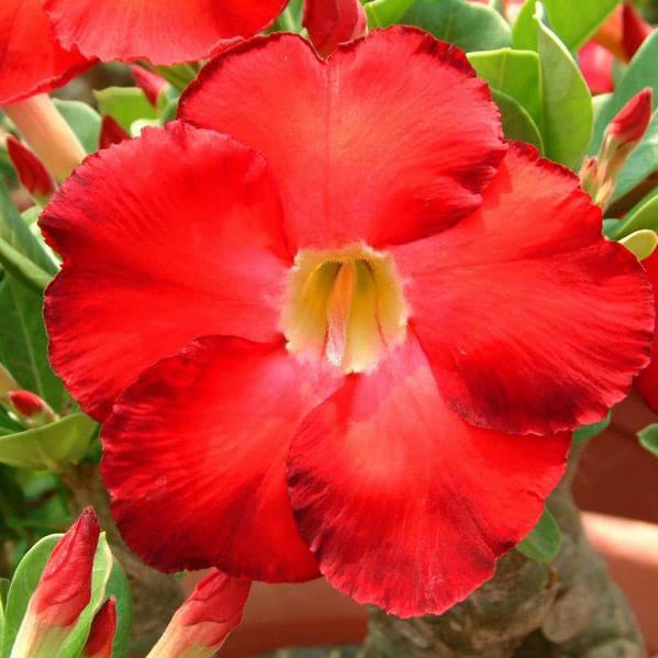 Adenium Obesum Desert Rose Bulb – Desert Rose Flower Bulb Plant Saplings for Garden Planting Set Y, 1 Bulb Pack - Image 5