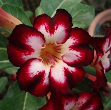 Adenium Obesum Desert Rose Bulb – Desert Rose Flower Bulb Plant Saplings for Garden Planting Set Y, 1 Bulb Pack - Image 6