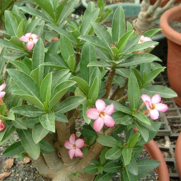 Adenium Obesum Desert Rose Bulb – Desert Rose Flower Bulb Plant Saplings for Garden Planting Set Y, 1 Bulb Pack - Image 7