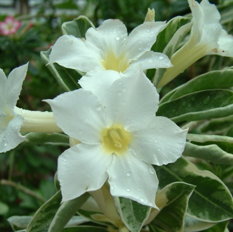 Adenium Obesum Desert Rose Bulb – Desert Rose Flower Bulb Plant Saplings for Garden Planting Set Y, 1 Bulb Pack - Image 8
