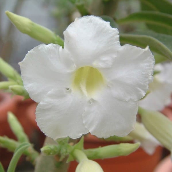 Adenium Obesum Desert Rose Bulb – Desert Rose Flower Bulb Plant Saplings for Garden Planting Set Y, 1 Bulb Pack - Image 9