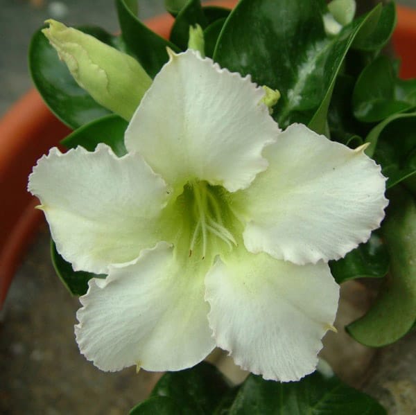 Adenium Obesum Desert Rose Bulb – Desert Rose Flower Bulb Plant Saplings for Garden Planting Set Y, 1 Bulb Pack - Image 10