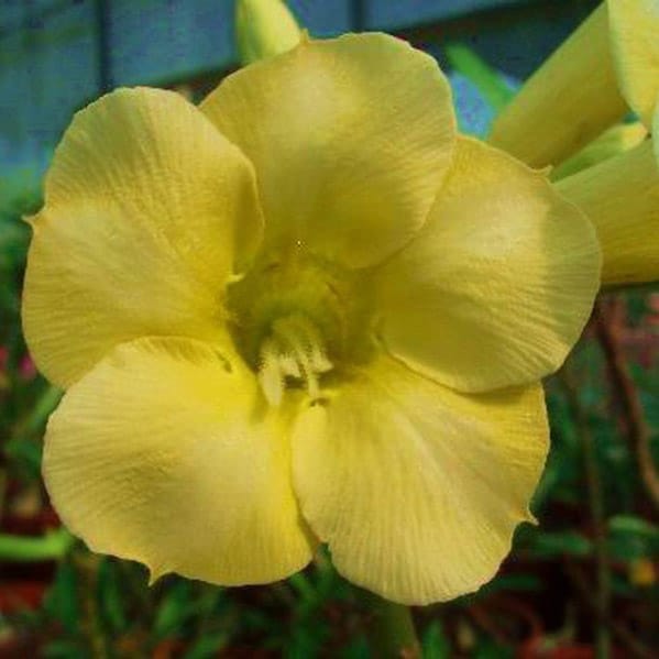 Adenium Obesum Desert Rose Bulb – Desert Rose Flower Bulb Plant Saplings for Garden Planting Set Y, 1 Bulb Pack - Image 11