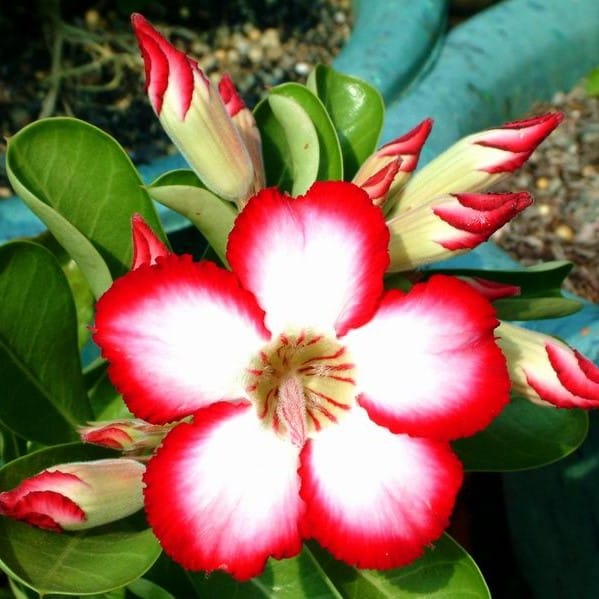 Adenium Obesum Desert Rose Bulb – Desert Rose Flower Bulb Plant Saplings for Garden Planting Set Y, 1 Bulb Pack - Image 12