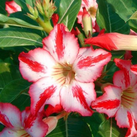 Adenium Obesum Desert Rose Bulb – Desert Rose Flower Bulb Plant Saplings for Garden Planting Set D, 1 Bulb Pack - Image 3