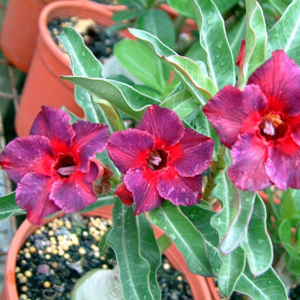 Adenium Obesum Desert Rose Bulb – Desert Rose Flower Bulb Plant Saplings for Garden Planting Set D, 1 Bulb Pack - Image 5