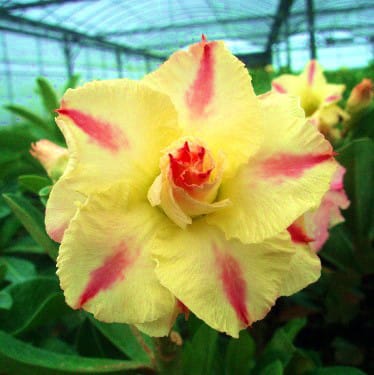 Adenium Obesum Desert Rose Bulb – Desert Rose Flower Bulb Plant Saplings for Garden Planting Set D, 1 Bulb Pack - Image 6