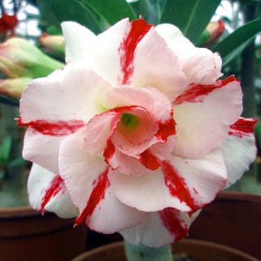 Adenium Obesum Desert Rose Bulb – Desert Rose Flower Bulb Plant Saplings for Garden Planting Set D, 1 Bulb Pack - Image 8