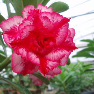 Adenium Obesum Desert Rose Bulb – Desert Rose Flower Bulb Plant Saplings for Garden Planting Set D, 1 Bulb Pack - Image 9