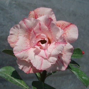 Adenium Obesum Desert Rose Bulb – Desert Rose Flower Bulb Plant Saplings for Garden Planting Set D, 1 Bulb Pack - Image 10