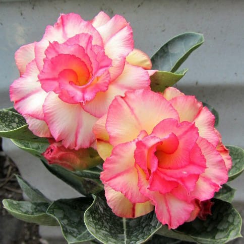 Adenium Obesum Desert Rose Bulb – Desert Rose Flower Bulb Plant Saplings for Garden Planting Set D, 1 Bulb Pack - Image 11