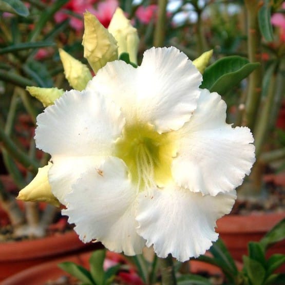 Adenium Obesum Desert Rose Bulb – Desert Rose Flower Bulb Plant Saplings for Garden Planting Set A, 1 Bulb Pack - Image 6