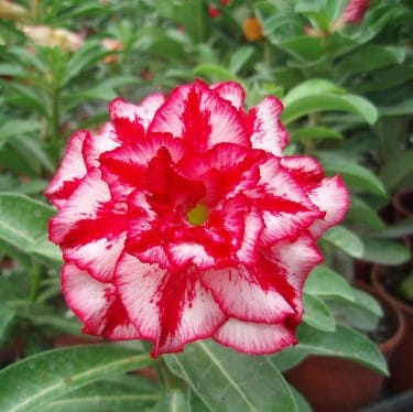 Adenium Obesum Desert Rose Bulb – Desert Rose Flower Bulb Plant Saplings for Garden Planting Set D, 1 Bulb Pack - Image 12