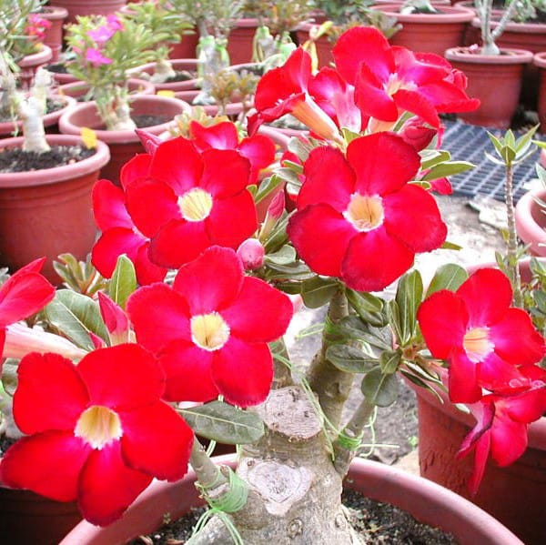 Adenium Obesum Desert Rose Bulb – Desert Rose Flower Bulb Plant Saplings for Garden Planting Set A, 1 Bulb Pack - Image 7