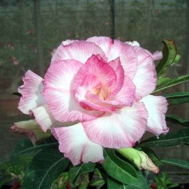 Adenium Obesum Desert Rose Bulb – Desert Rose Flower Bulb Plant Saplings for Garden Planting Set F, 1 Bulb Pack - Image 3