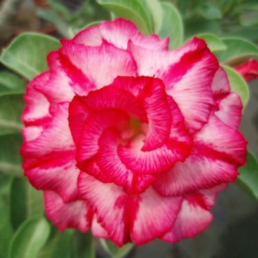 Adenium Obesum Desert Rose Bulb – Desert Rose Flower Bulb Plant Saplings for Garden Planting Set F, 1 Bulb Pack - Image 4