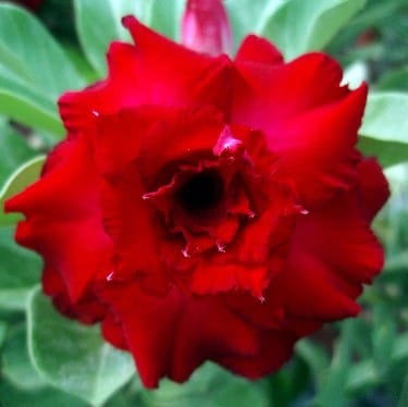 Adenium Obesum Desert Rose Bulb – Desert Rose Flower Bulb Plant Saplings for Garden Planting Set F, 1 Bulb Pack - Image 5