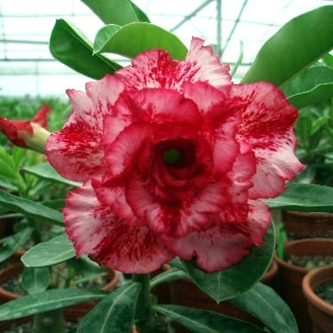 Adenium Obesum Desert Rose Bulb – Desert Rose Flower Bulb Plant Saplings for Garden Planting Set F, 1 Bulb Pack - Image 6