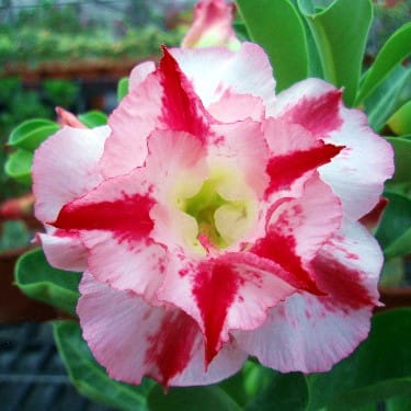 Adenium Obesum Desert Rose Bulb – Desert Rose Flower Bulb Plant Saplings for Garden Planting Set F, 1 Bulb Pack - Image 7